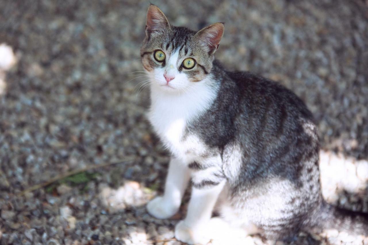 Finca Can Paulino (Adults Only) Llucmajor  Luaran gambar