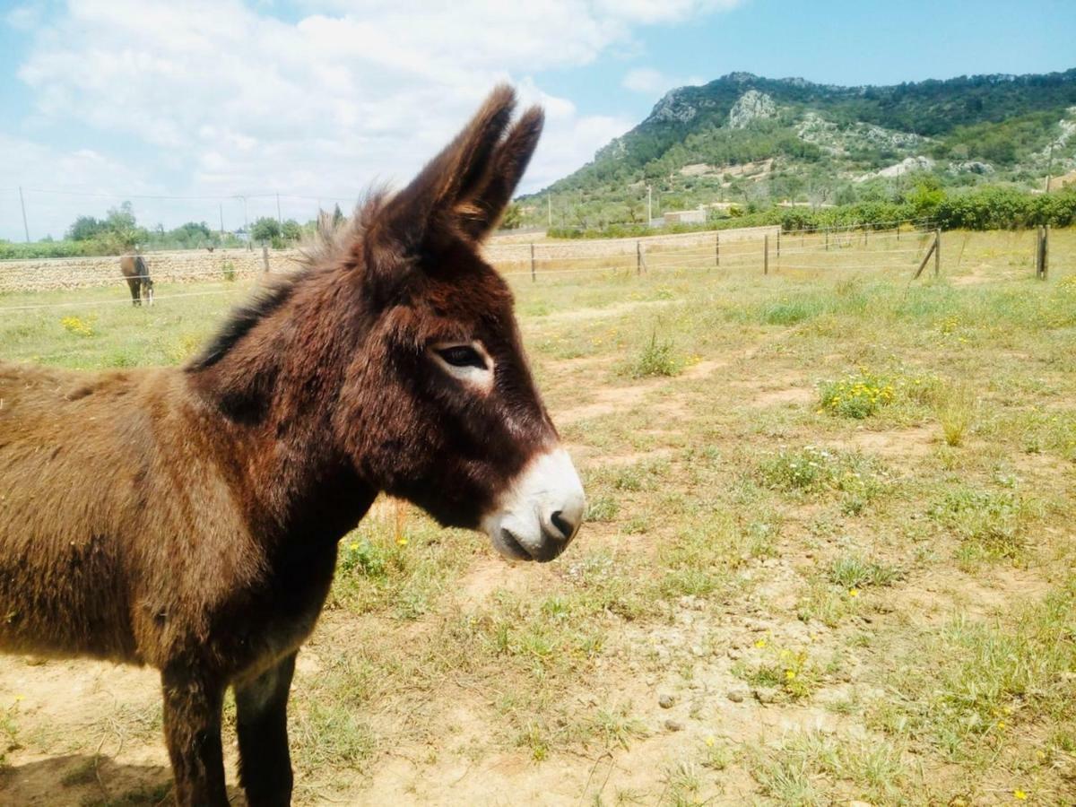 Finca Can Paulino (Adults Only) Llucmajor  Luaran gambar
