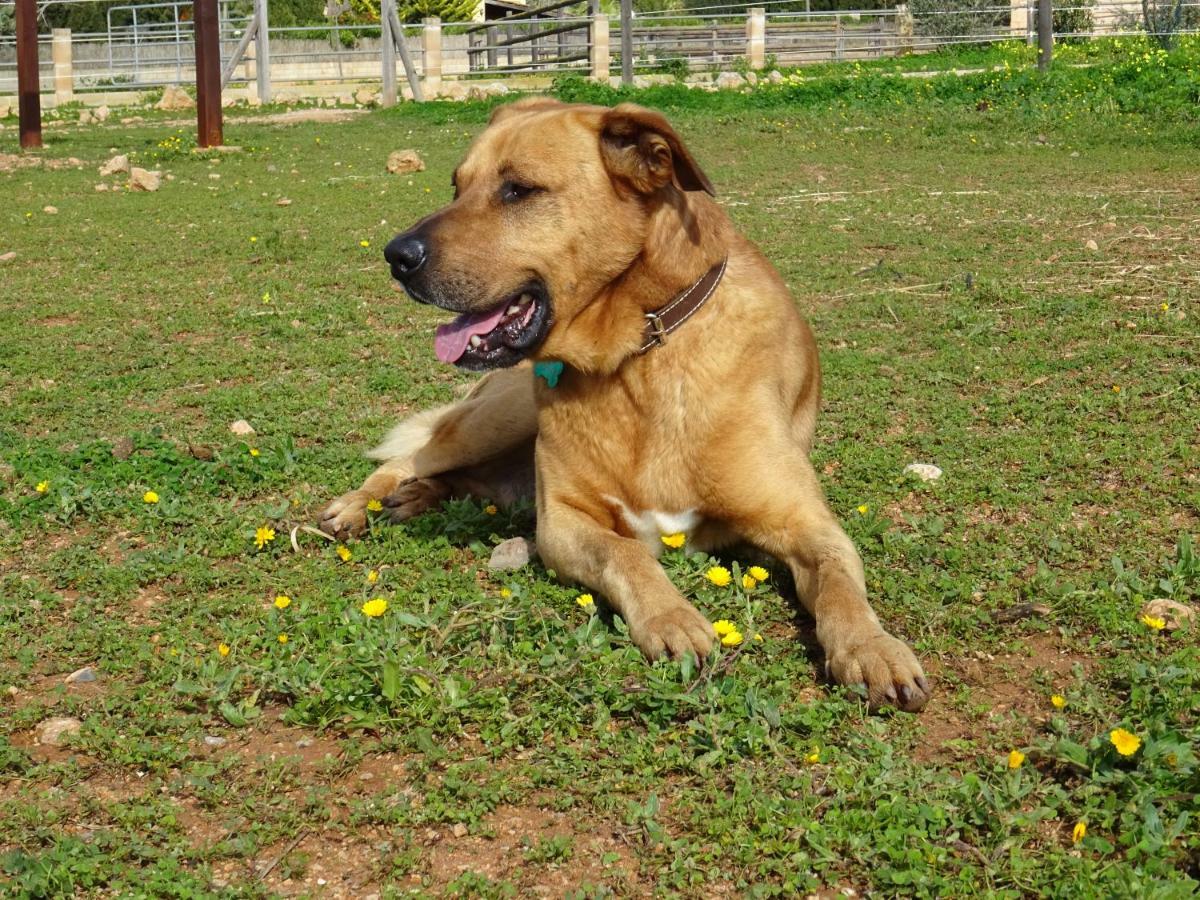 Finca Can Paulino (Adults Only) Llucmajor  Luaran gambar